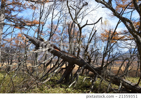 A fallen tree (Oku-Nikko / Senjogahara / Nikko city, Tochigi prefecture) 21359351