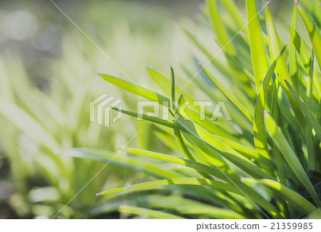 spring green grass spring green grass 21359985