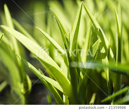 spring green grass spring green grass 21359986