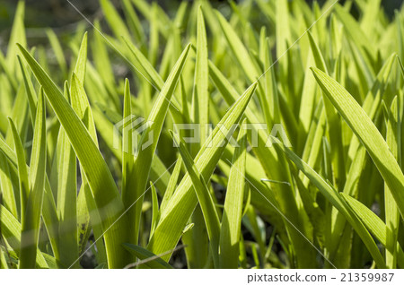 spring green grass spring green grass 21359987