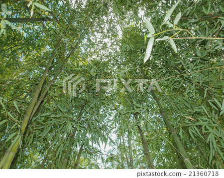 Bamboo plant 21360718