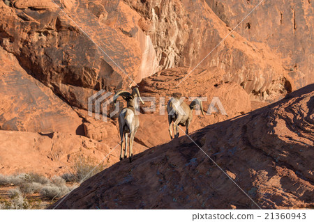 Desert Bighorn Sheep Rams Desert Bighorn Sheep Rams 21360943