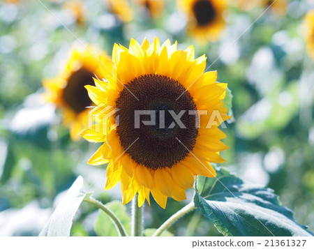 在千葉縣佐倉的櫻花廣場的向日葵 21361327
