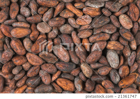raw cocoa or cacao beans raw cocoa or cacao beans 21361747