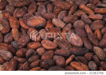 raw cocoa or cacao beans raw cocoa or cacao beans 21361748
