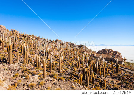 Cactus Island, Uyuni 21362649