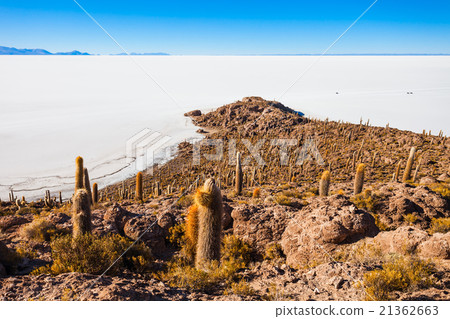 Cactus Island, Uyuni Cactus Island, Uyuni 21362663