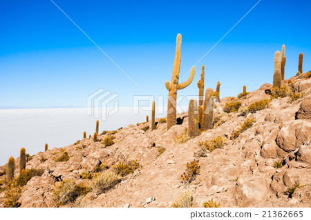 Cactus Island, Uyuni Cactus Island, Uyuni 21362665