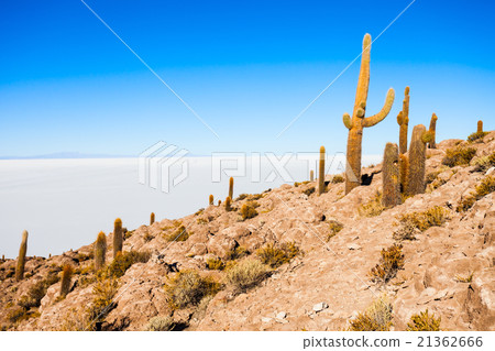 Cactus Island, Uyuni 21362666
