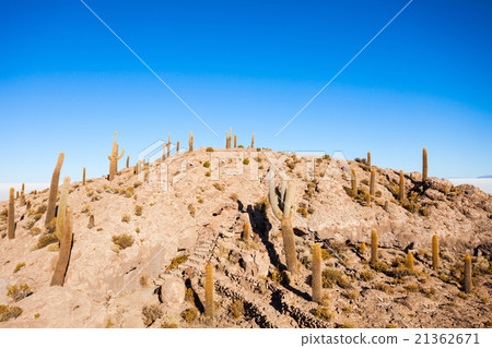 Cactus Island, Uyuni Cactus Island, Uyuni 21362671