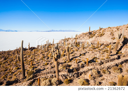Cactus Island, Uyuni Cactus Island, Uyuni 21362672