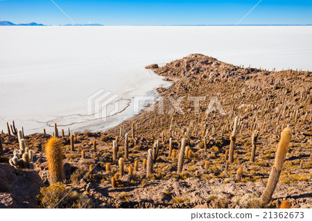 Cactus Island, Uyuni Cactus Island, Uyuni 21362673