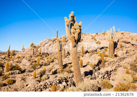 Cactus Island, Uyuni Cactus Island, Uyuni 21362676