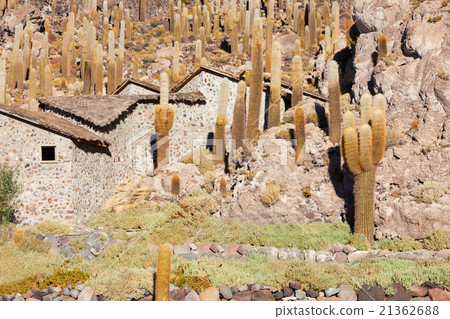 Cactus Island, Uyuni Cactus Island, Uyuni 21362688