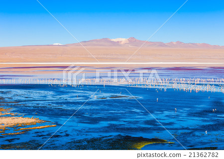 Laguna Colorada lake Laguna Colorada lake 21362782