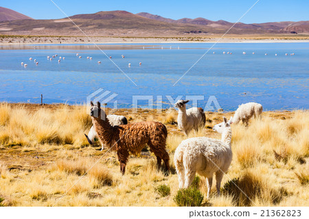 Cute lamas Cute lamas 21362823