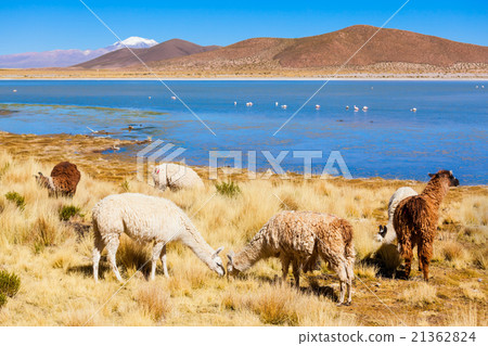 Cute lamas 21362824