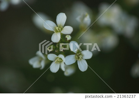 Natural plant Tanetsutebana, a flower that must be present in the spring rice field. It gets clustered in the waterway axle and so on Natural plant Tanetsutebana, a flower that must be present in the spring rice field. It gets clustered in the waterway axle and so on 21363237