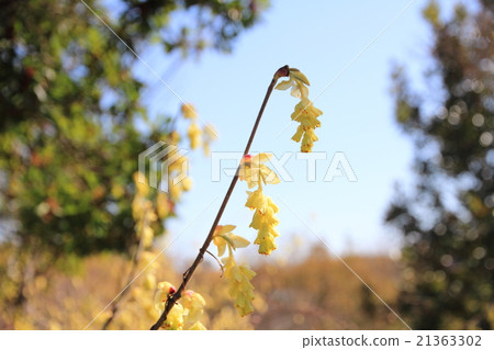早春公園Tossami花 早春公園Tossami花 21363302