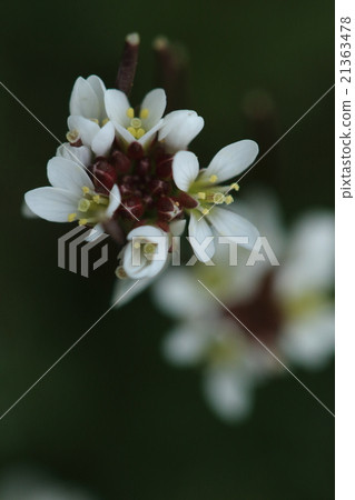 Natural plant Michi Tanetsut kebana, "Tanetsuketebana" seen in an open space in the neighborhood seems to be most of you 21363478