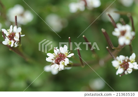 It seems that it is one of the features that seeds spontaneously sprinkle and flow out on flowers 21363510