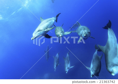 Minami手海豚游泳在小笠原海洋 Minami手海豚游泳在小笠原海洋 21363742