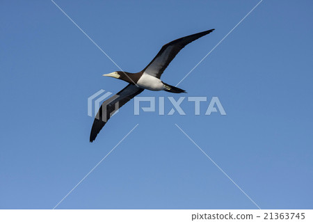 翱翔在小笠原天空的笨蛋 21363745