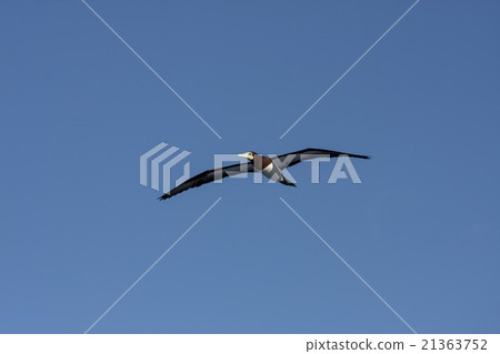 翱翔在小笠原天空的笨蛋 21363752