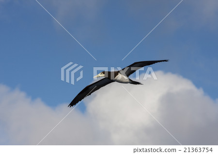 翱翔在小笠原天空的笨蛋 21363754