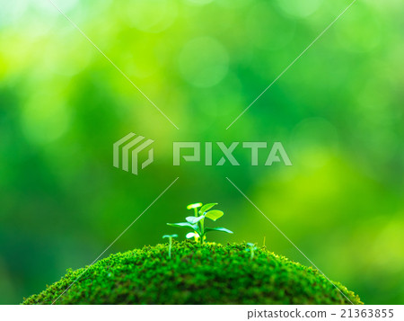 Plant seedling Plant seedling 21363855