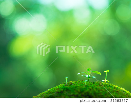 Plant seedling 21363857