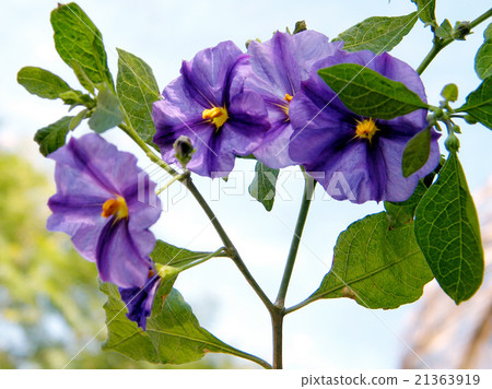 Or Yehuda Solanum Rantonnetii 2011 Or Yehuda Solanum Rantonnetii 2011 21363919