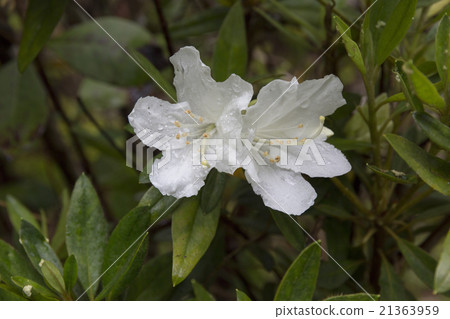 Munninzuji的小笠原居民種類 21363959