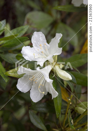 Munninzuji的小笠原居民種類 Munninzuji的小笠原居民種類 21363960