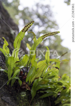 小笠原固有物種的Honoba Kuriharan 21363961