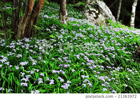 Himeshaga Himeshaga 21363972