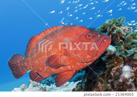 Azahata和SKASHI的群 Azahata和SKASHI的群 21364003