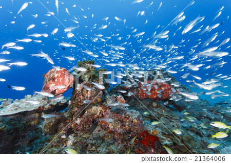 Flock of Azahata and SKASHI Flock of Azahata and SKASHI 21364006