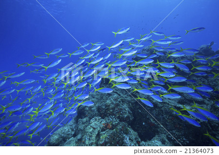 在小笠原Umeiromodoki海中游泳 在小笠原Umeiromodoki海中游泳 21364073