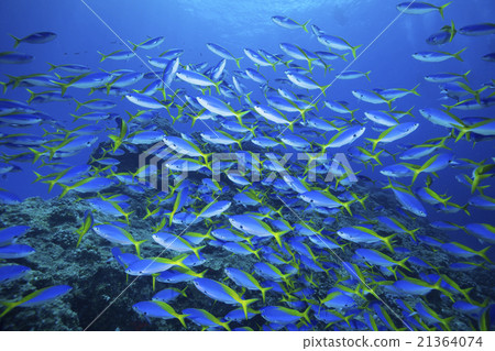 在小笠原Umeiromodoki海中游泳 在小笠原Umeiromodoki海中游泳 21364074