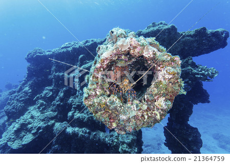 Akayashi蝦隱藏在小笠原沉沒船後面 21364759