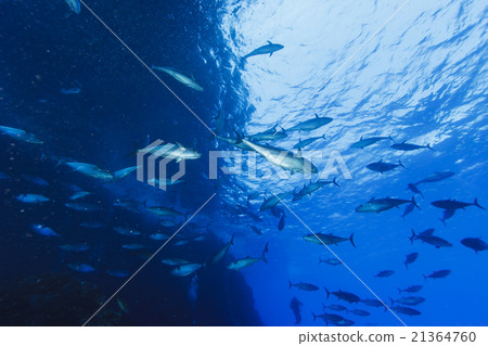 小笠原的一組金槍魚洞ismagros 21364760