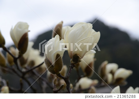 Haku Mokren 21365288