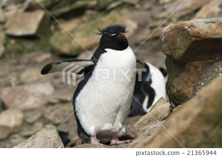 Colonies of Iwatobi penguins 21365944