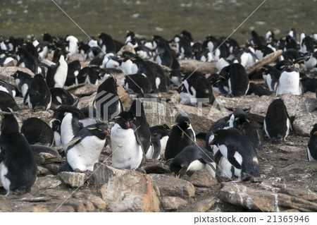 Colonies of Iwatobi penguins 21365946