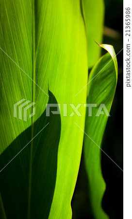 Leaf shadow on big green leaf 21365986