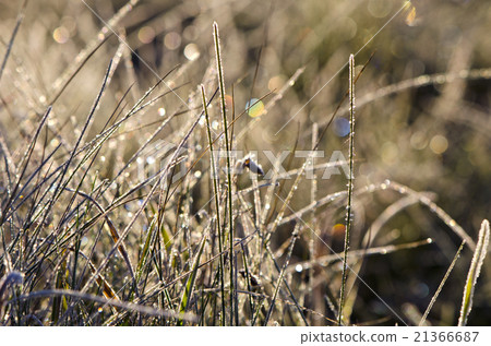 Closeup of frosty grass on sunny autumn morning 21366687