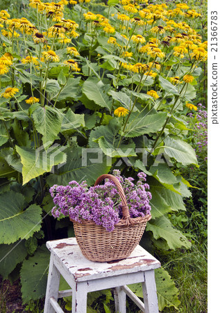Freshly picked oregano in wicker basket in garden Freshly picked oregano in wicker basket in garden 21366783
