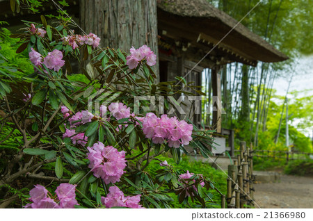 Jellyfish at Hiraizumi Tatsuya Cave 21366980