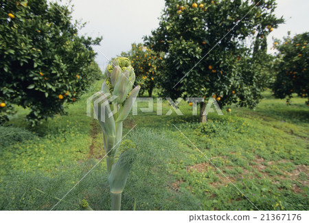 Pesticide orange field 21367176